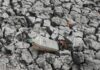 URGENTE : ONU pede que mundo se prepare para risco de calor extremo causado pelo El Niño